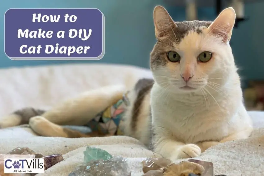 kitty wearing a diy cat diaper