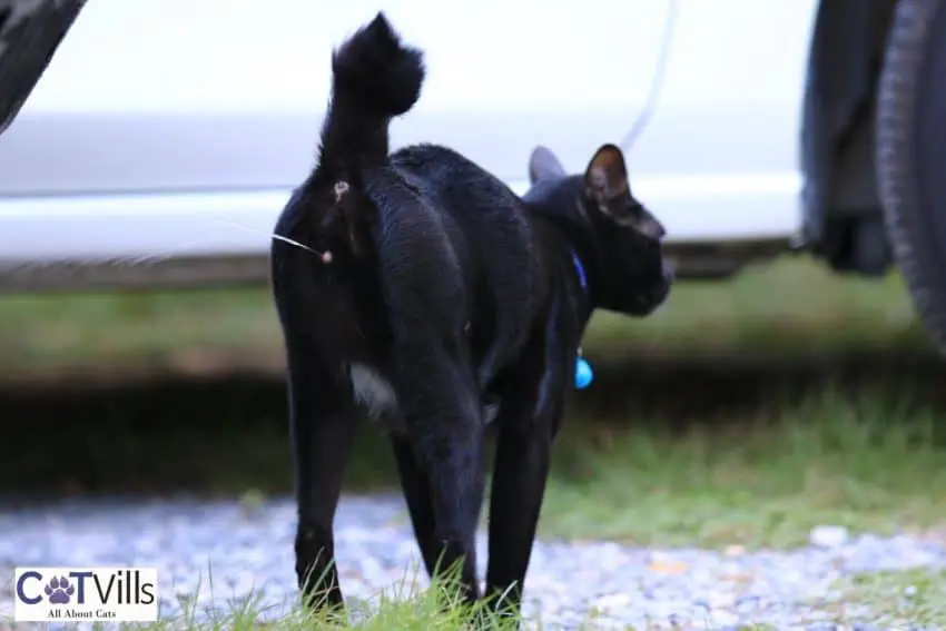 How to Make a DIY Cat Diaper in 6 Easy Steps Guide