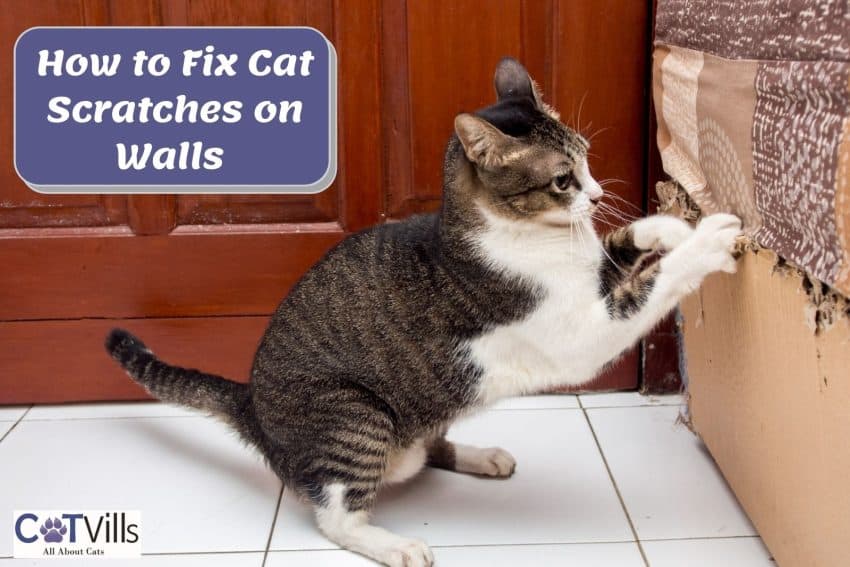 cat scratching the wall beside how to fix cat scratches on wall text