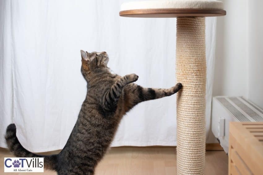 cat looking above his scratching post