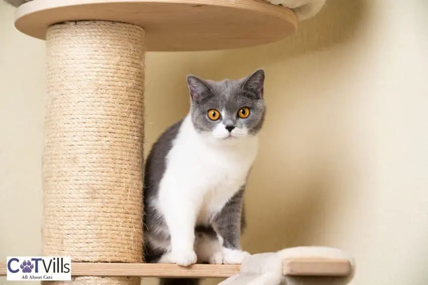 cat beside her scratching post