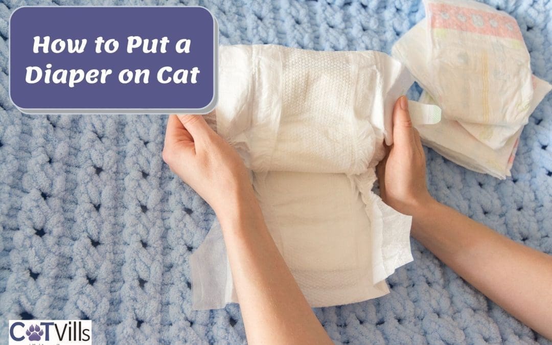 How to Put Diaper on Cat in 3 EASY Steps (Tutorial Guide)