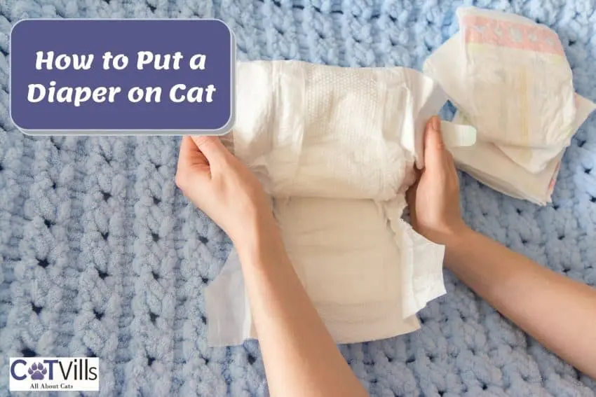 lady demonstrating how to put diaper on cat