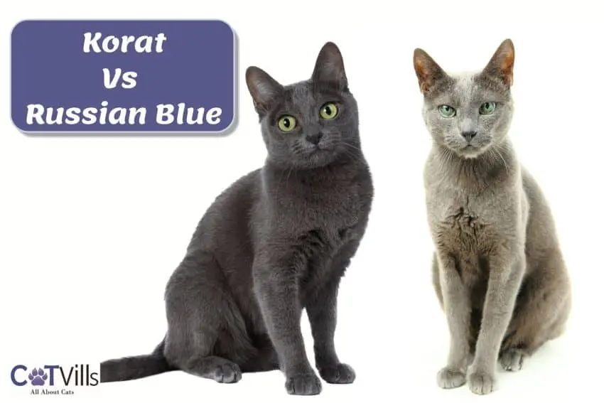 korat vs russian blue comparison