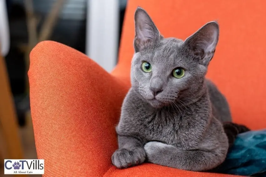 gorgeous Russian Blue sitting on a chair