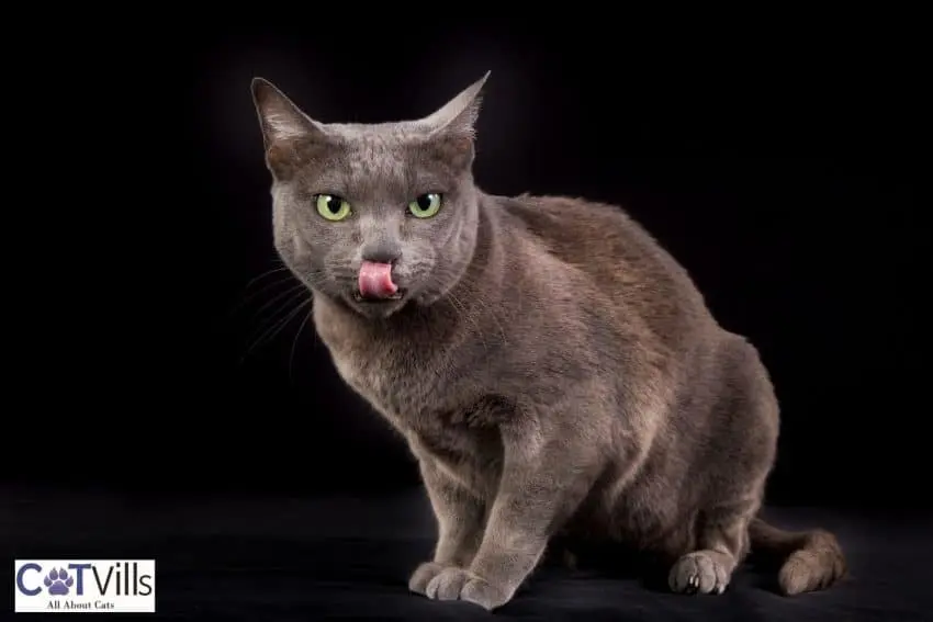 Korat cat licking his mouth