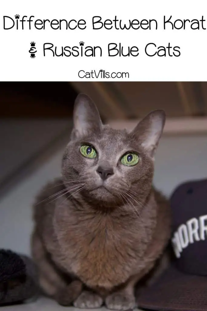 close-up shot of a Korat cat