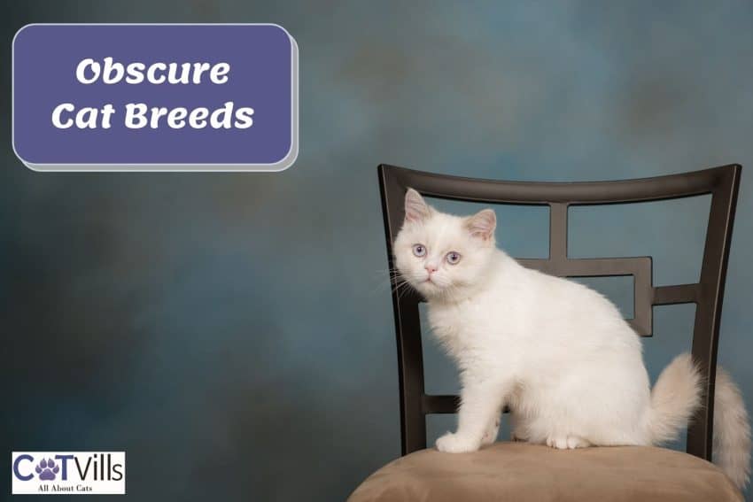 minuet cat sitting on a chair - obscure cat breeds