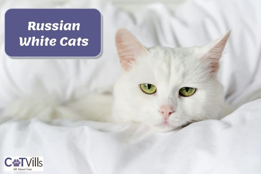 russian white cat lying on the white bed