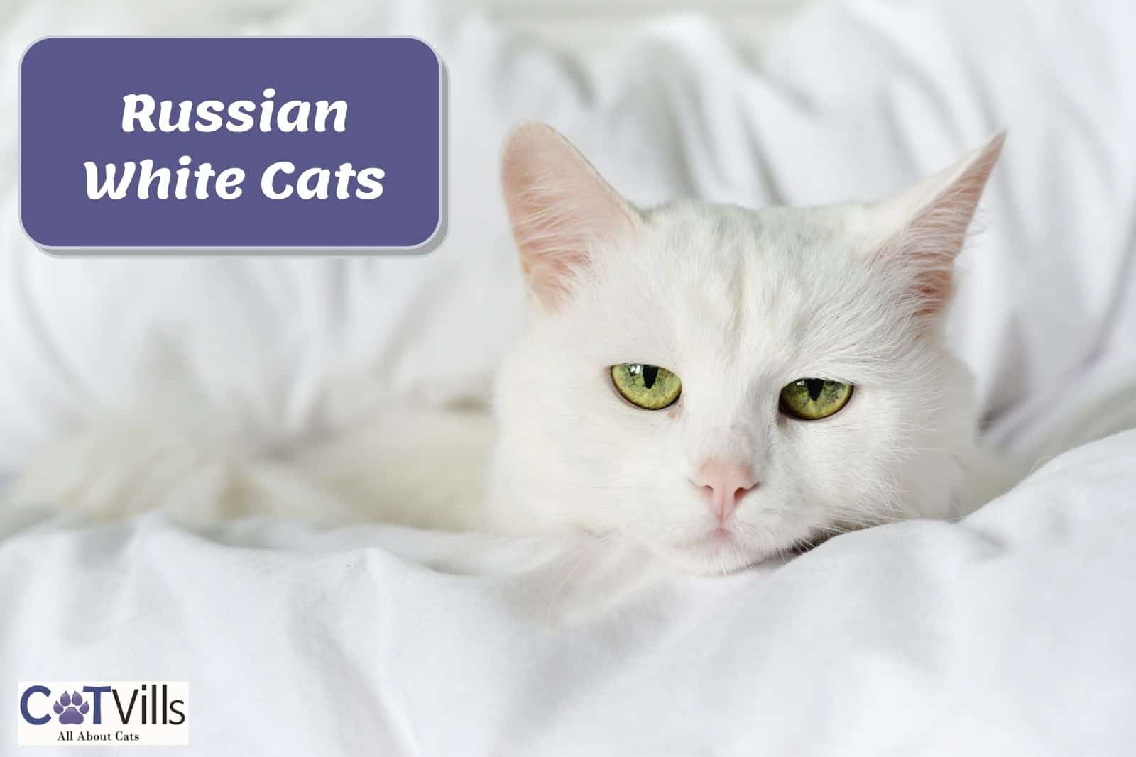 Russian White Cat: Personality, Health & More Facts (With Pics)