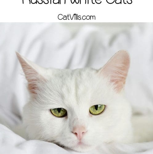 closeup shot of russian white cat