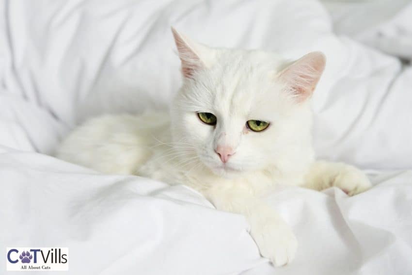 russian white cat cozy on the bed