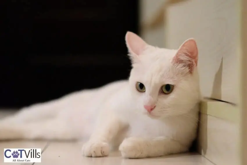 russian white cat lying on the floor