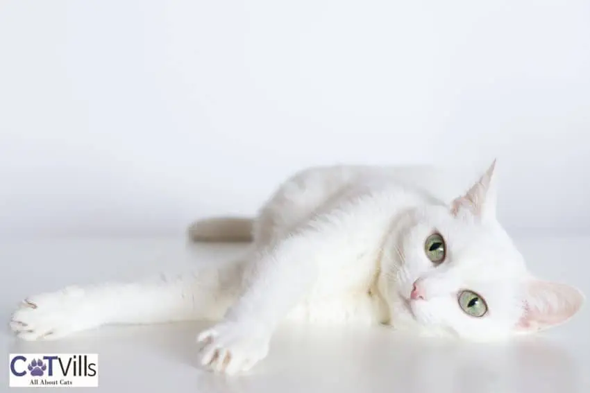 an adorable russian white cat