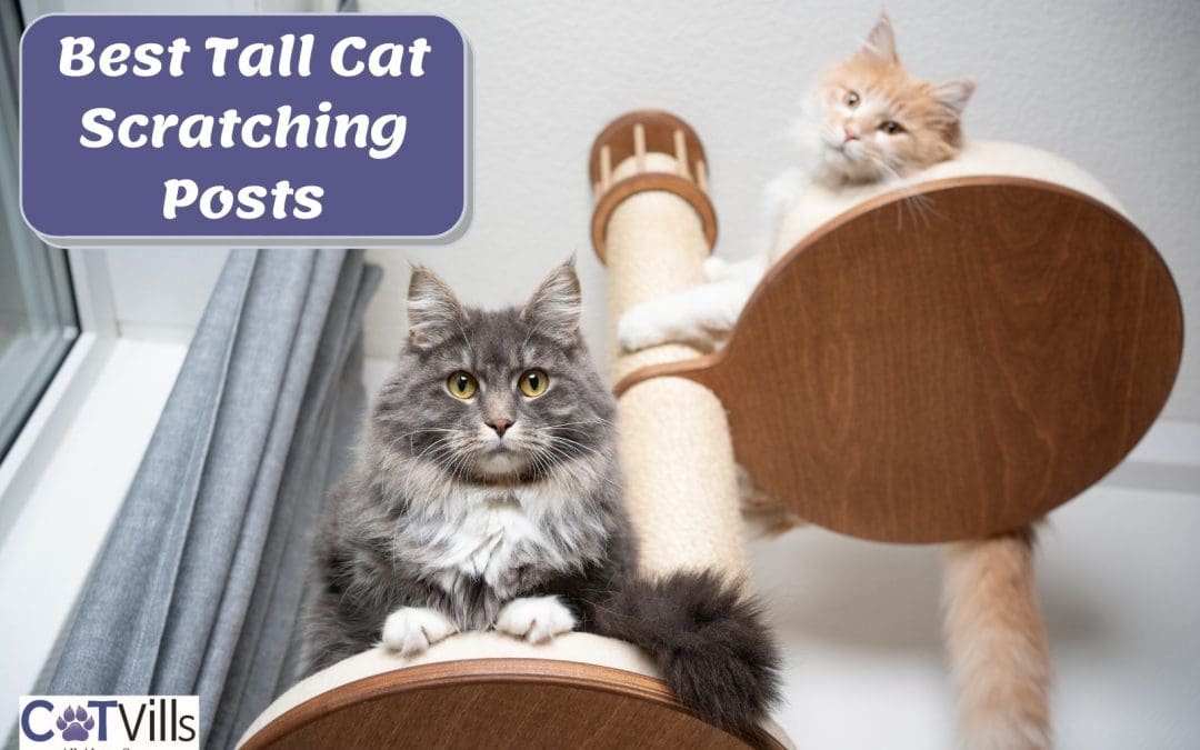 10 Best Tall Cat Scratching Posts (With Complete Reviews)