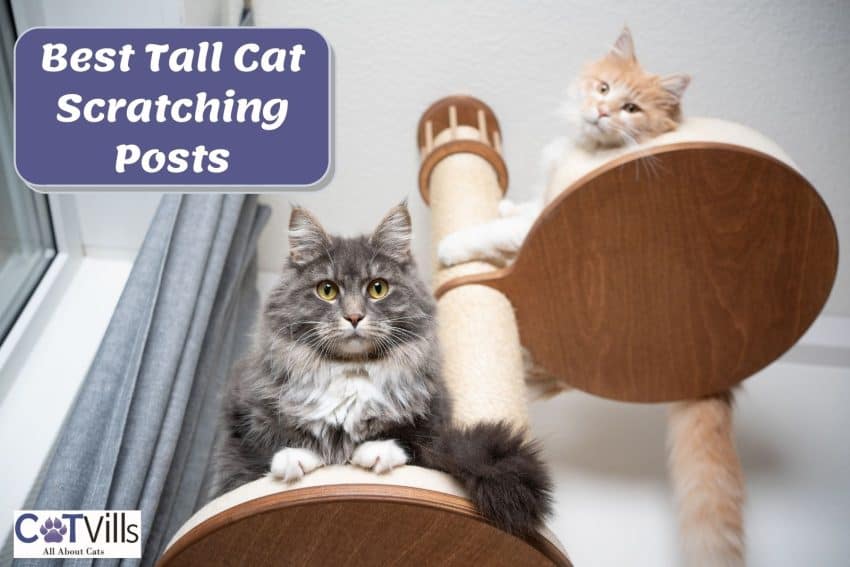 Best Tall Scratching Post for Cats: Find the Ideal Option