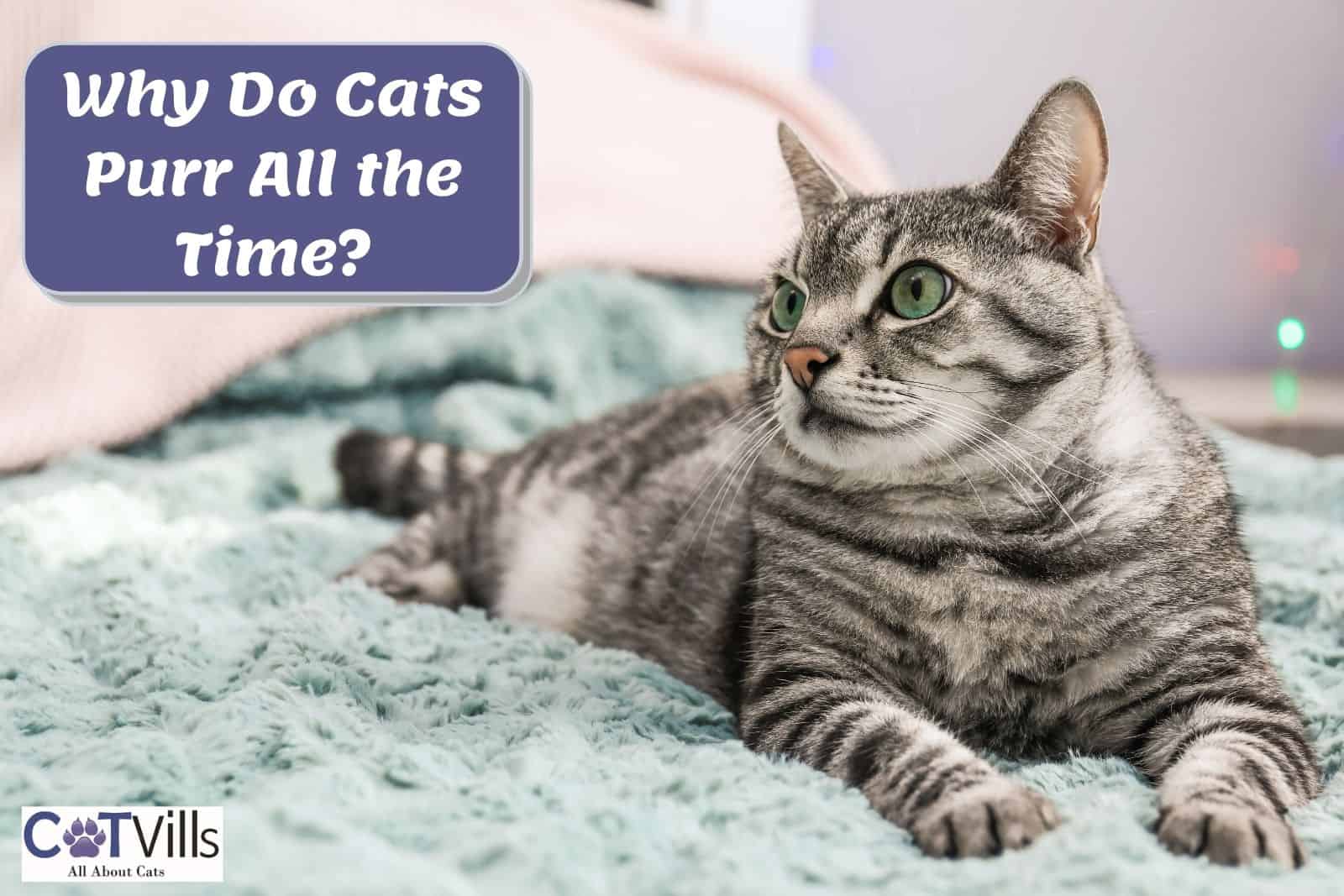 why-do-cats-purr-all-the-time-7-reasons-you-need-to-know