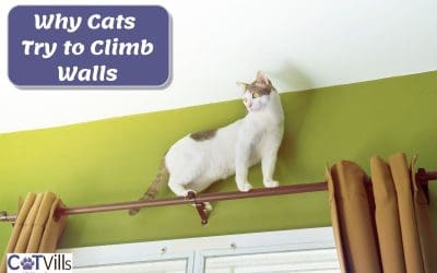 Why Does My Cat Try to Climb Walls? (6 Reasons & Prevention)