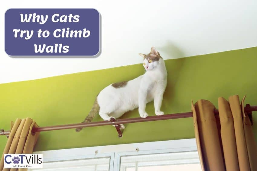 Why Does My Cat Try To Climb Walls 6, How To Save Curtains From Cats