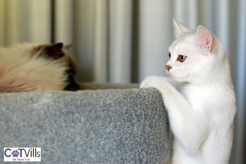 cat climbing the cat tree