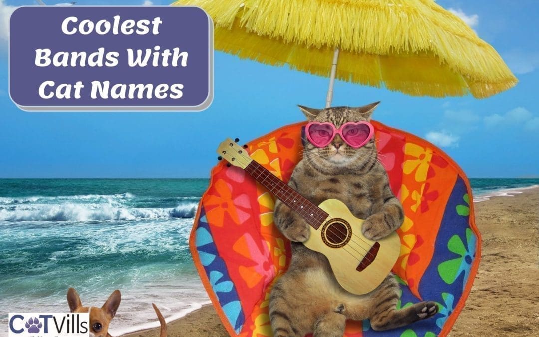 43 Coolest Music Bands With Cat Names for Your Kitty!