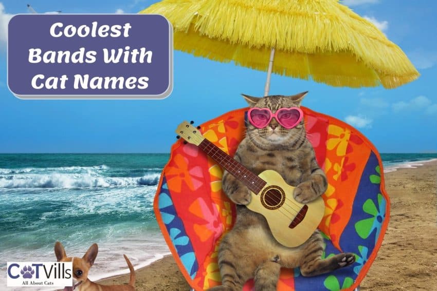 cat playing guitar beside "Bands with Cat Names"