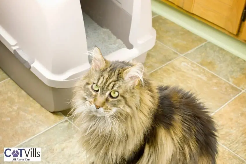 Maine coon beside his litter box