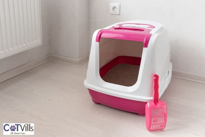 pink litter box at the corner of the room