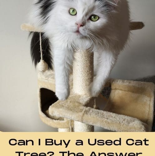 Can I Buy a Used Cat Tree