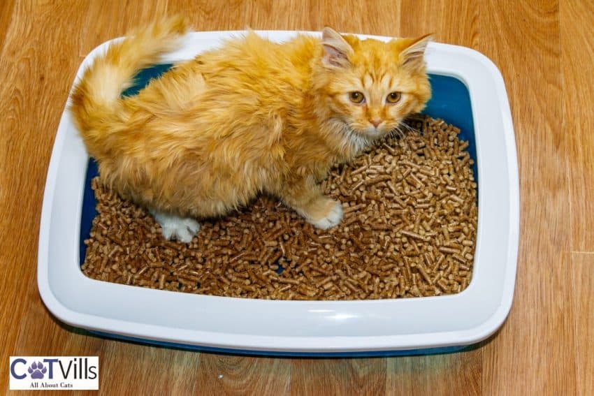 kitten pooping on his litter box