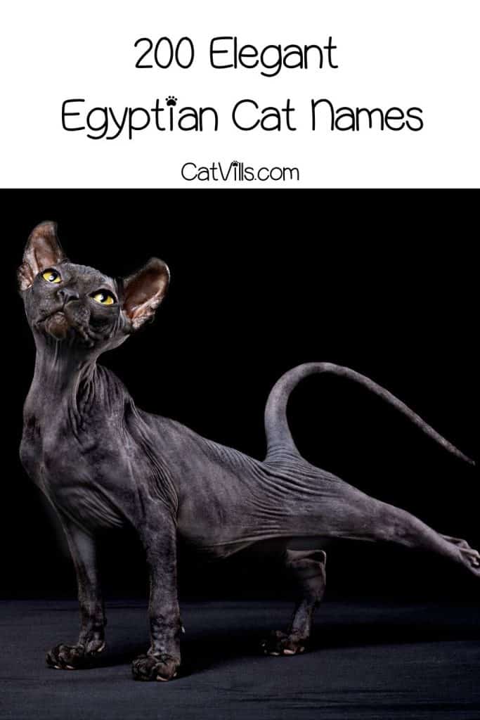 beautiful black sphynx cat