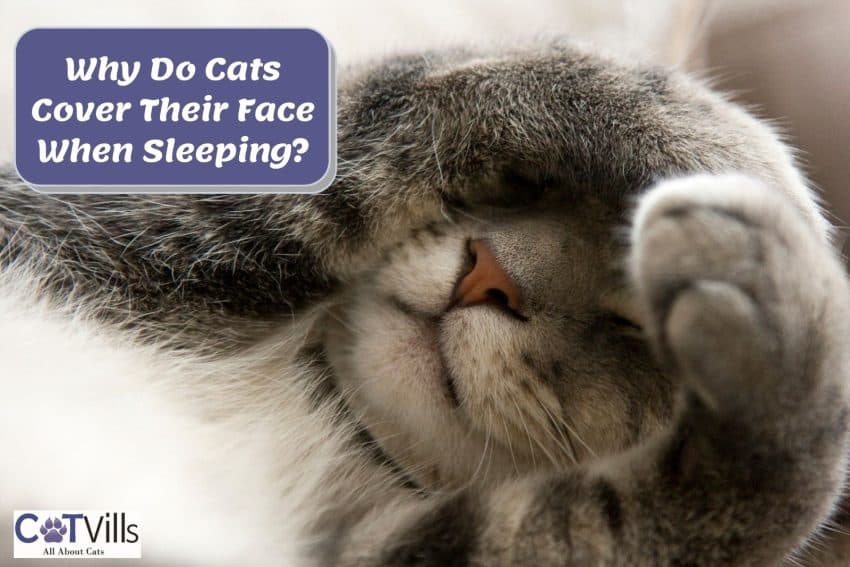 Why Do Cats Cover Their Face When They Sleep? 10 Reasons