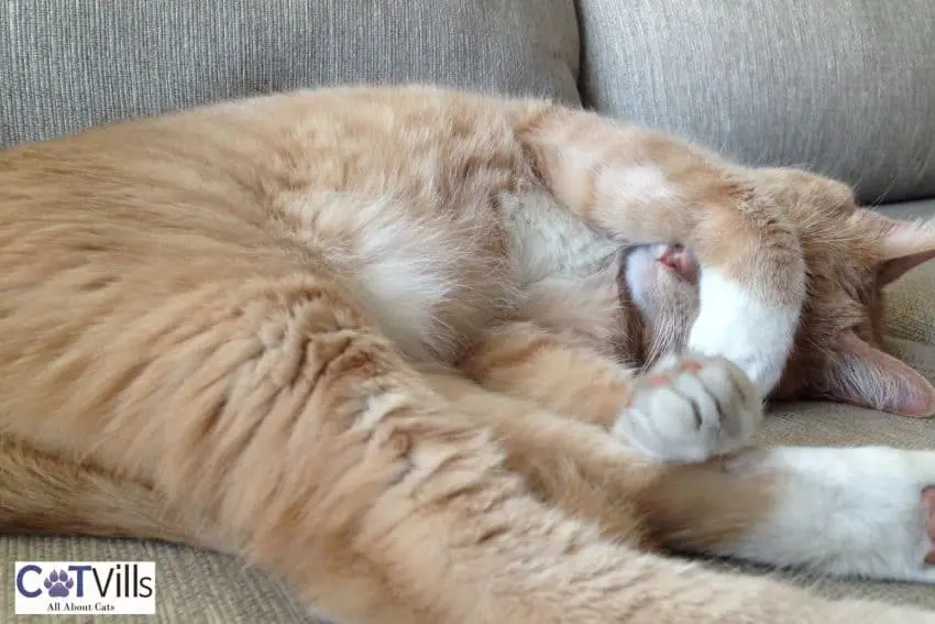 orange cat sleeping covering her face