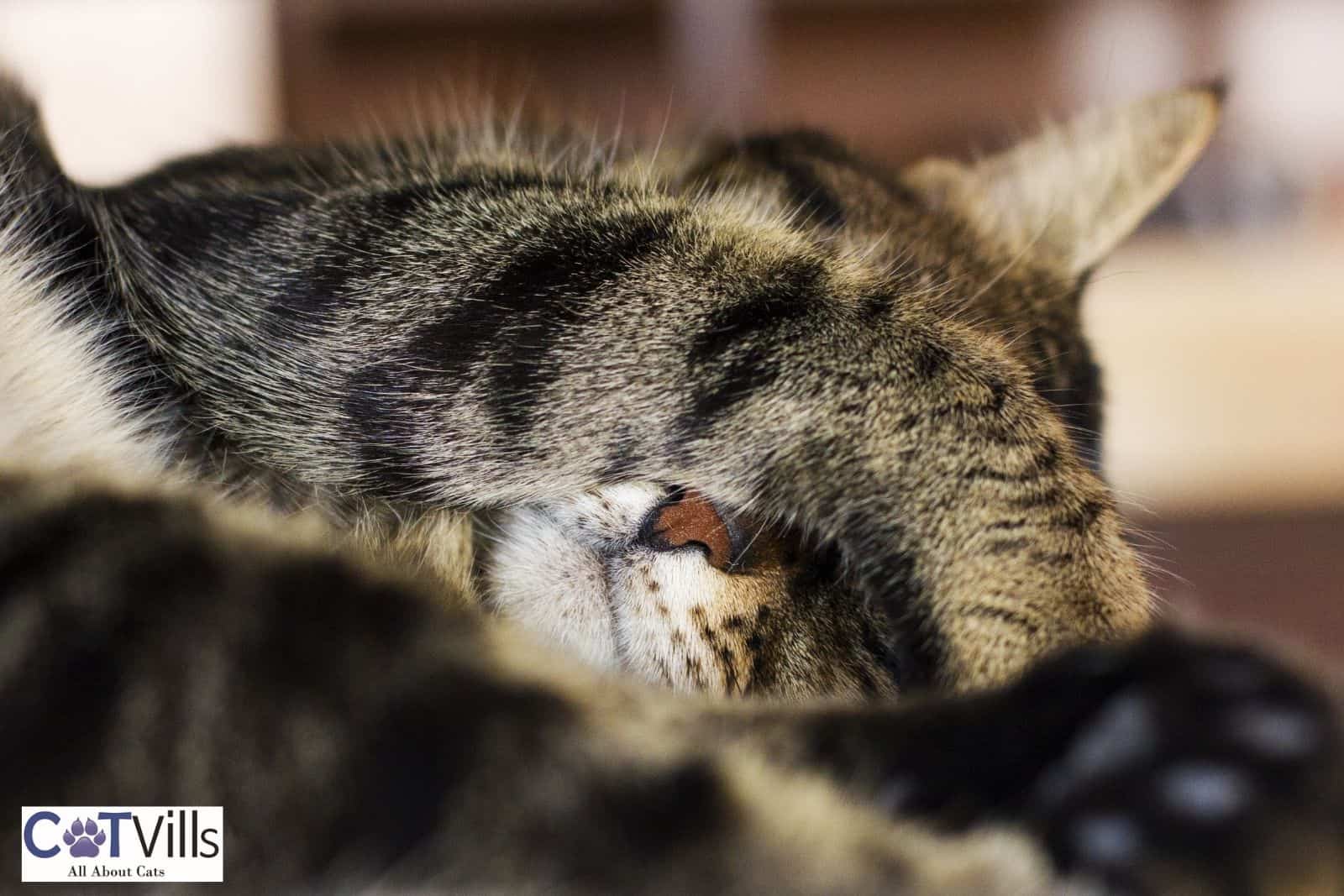 Why Do Cats Cover Their Face When They Sleep? 10 Reasons
