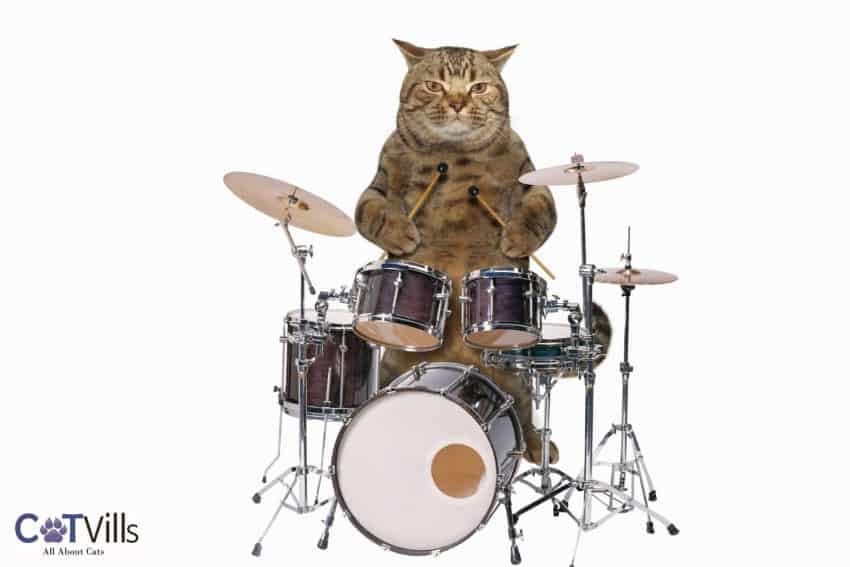 cool cat playing drums