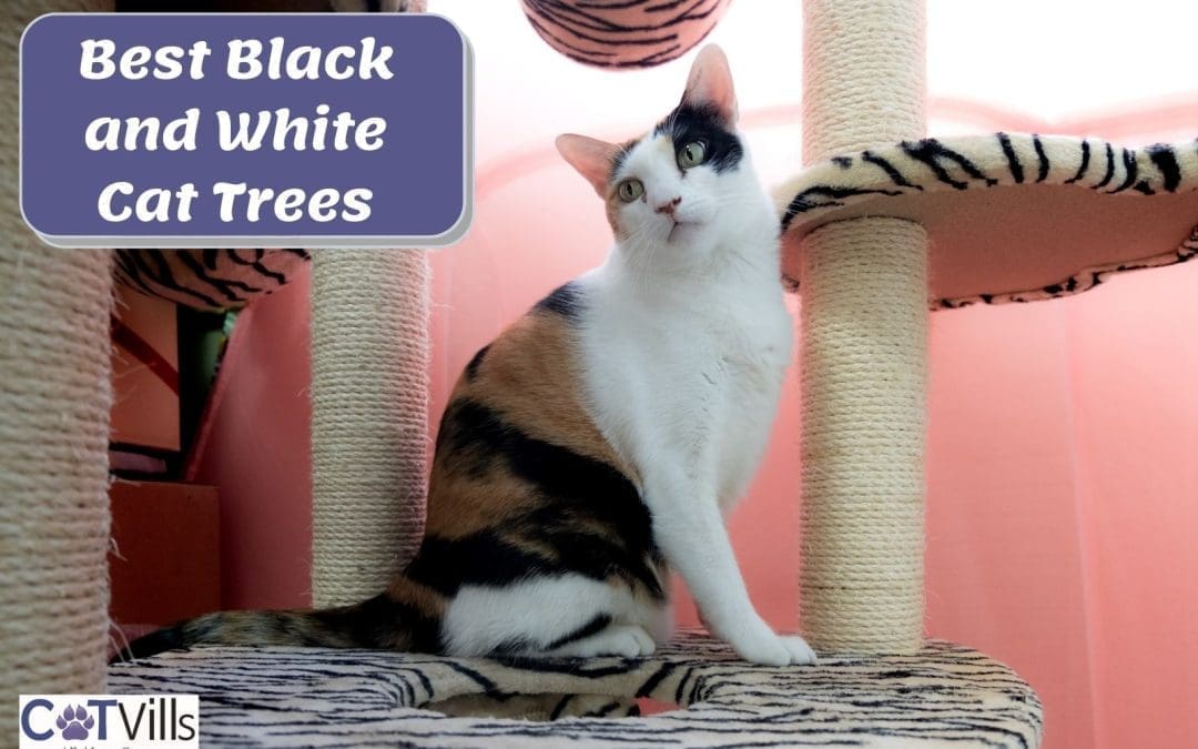 Black and White Cat Trees:  5 Winning Picks (Reviews)