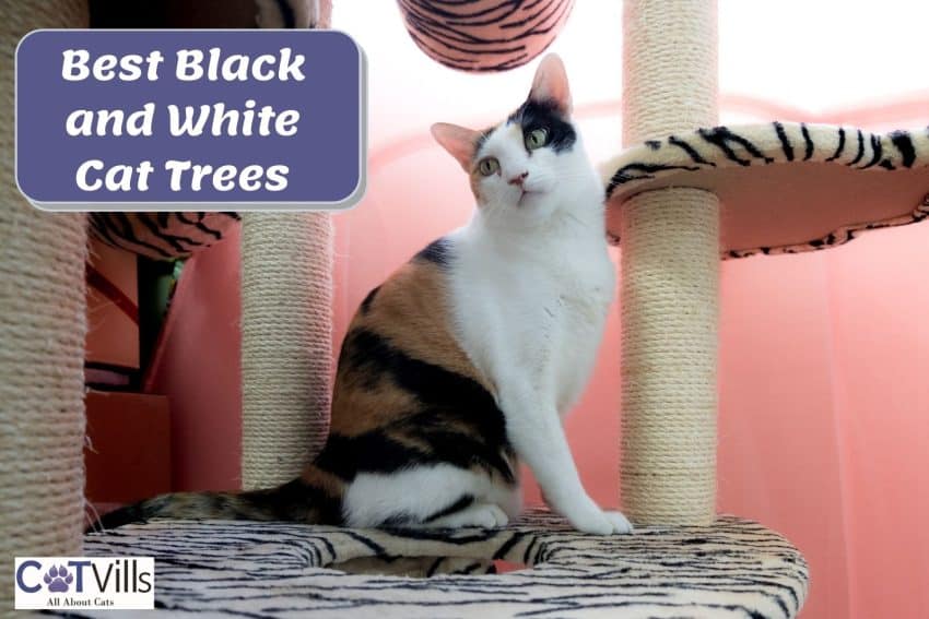 black and white cat tree
