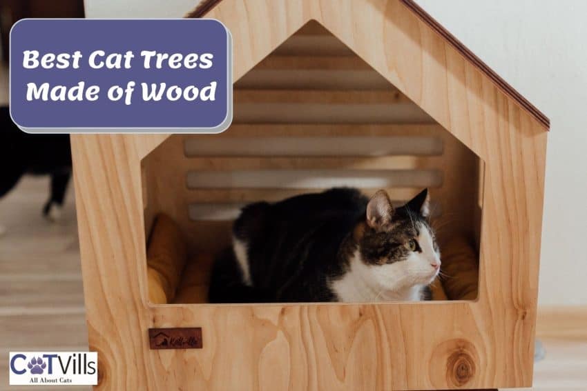 cat inside a wooden cat tree