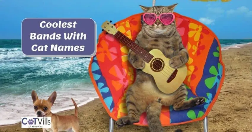 cat playing guitar at the beach