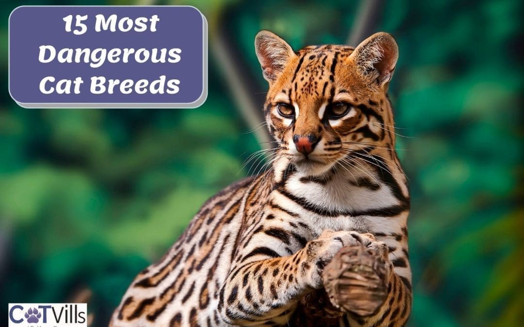 15 Most Dangerous Cat Breeds in the World (Shocking Breeds)