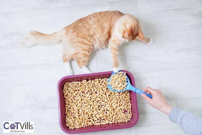 lady scooping her cat's litter