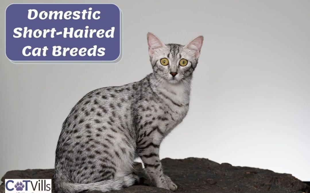 12 Domestic Short-Haired Cat Breeds That Melt Our Hearts