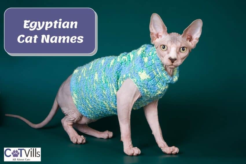 sphynx cat beside egyptian cat names poster