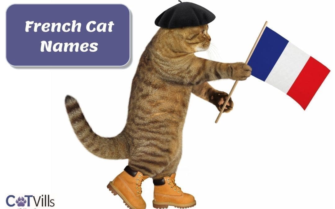 309 Fantastique French Cat Names for Your Kitty (Male & Female)