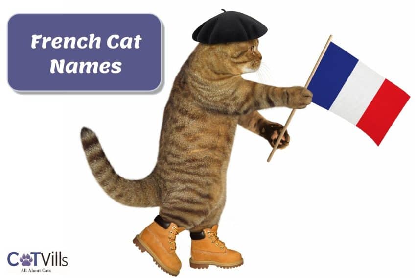 cat holding a French flag beside French cat names poster