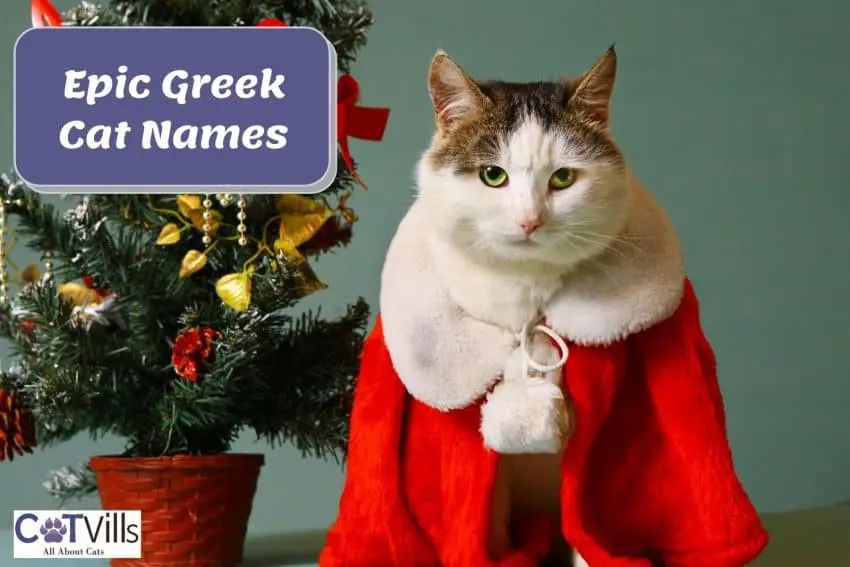 cat wearing a red cape beside greek cat names