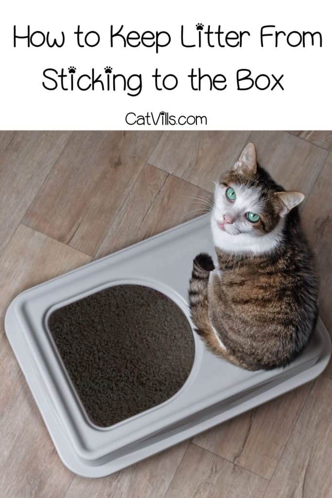 cat sitting on the litter box