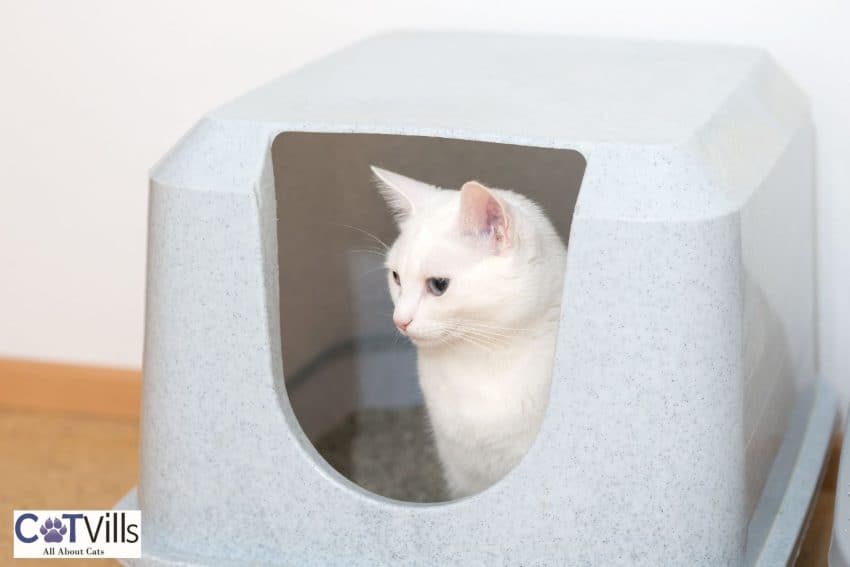 white cat inside her litter box