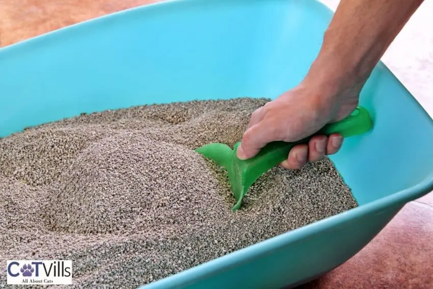 scooping cat litter