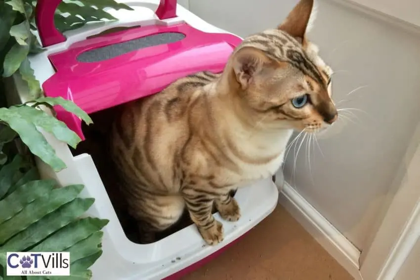 Bengal cat using his litter box